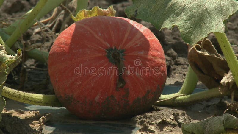 Abóboras que crescem no jardim vegetal orgânico