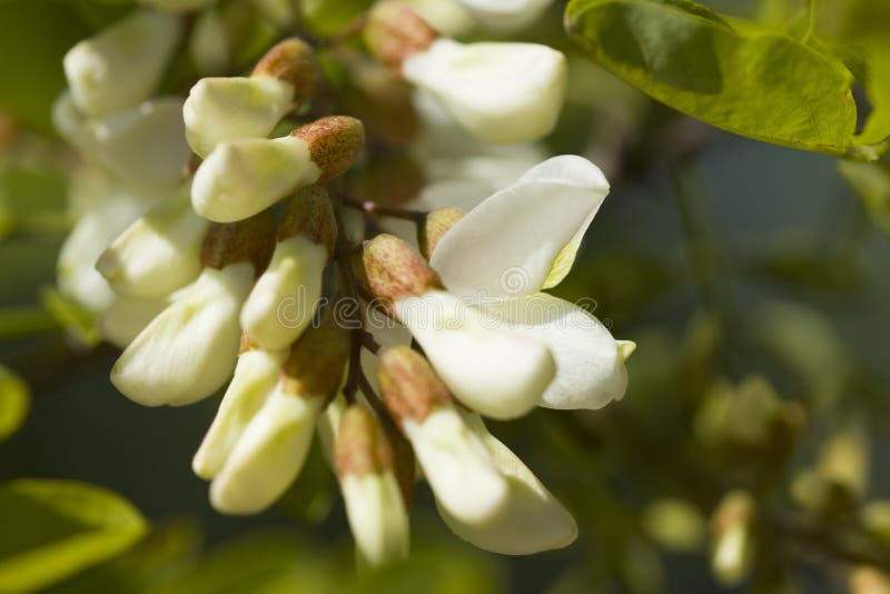 Acacia Blossom. White acacia blossom and leaves stock photography Acacia Blossom. White acacia blossom and leaves stock photography
