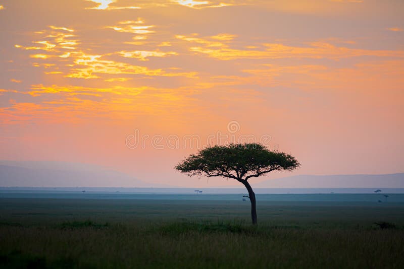 Acacia-boom bij zonsopgang over de Afrikaanse vlakten