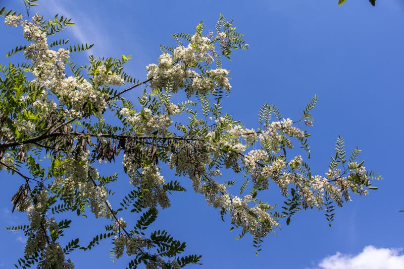 The Acacia flowers stock image. Image of flower, plant 221870737