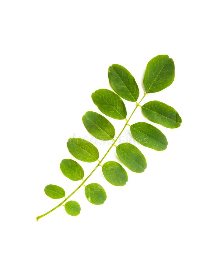 Acacia Leaf royalty free stock image