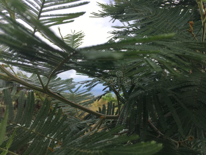 Acacia Mearnsii Tree Blossoming in Spring in Waimea Canyon on Kauai Island, Hawaii.