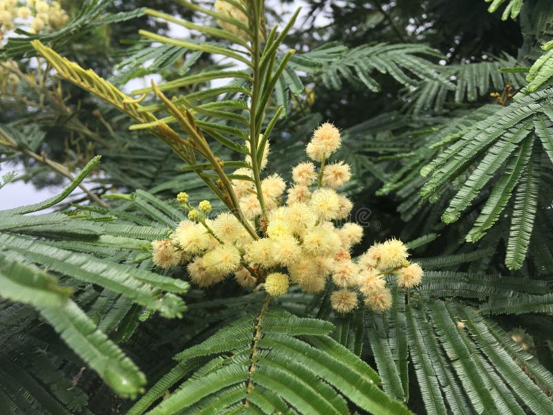 Acacia Mearnsii Tree Blossoming in Spring in Waimea Canyon on Kauai Island, Hawaii.