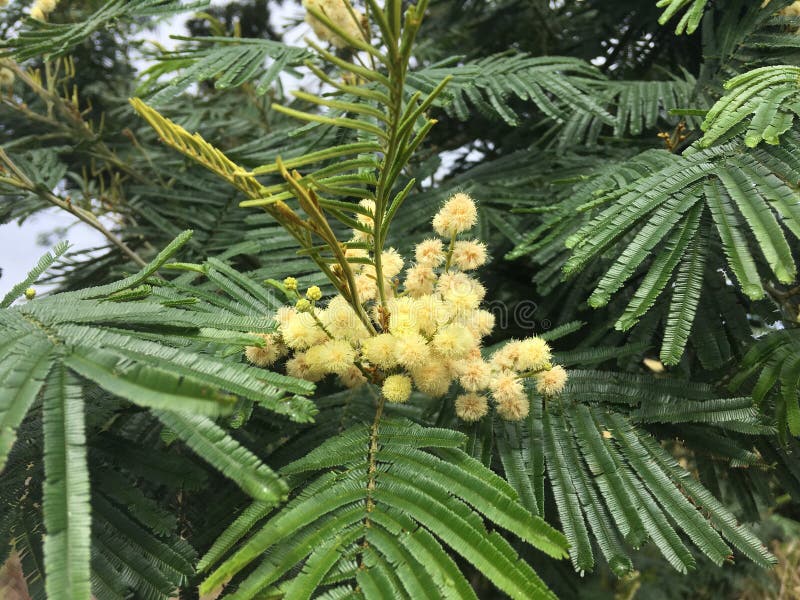 Acacia Mearnsii Tree Blossoming in Spring in Waimea Canyon on Kauai Island, Hawaii.