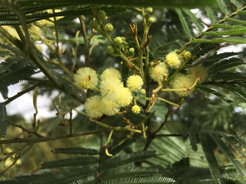 Acacia Mearnsii Tree Blossoming in Spring in Waimea Canyon on Kauai Island, Hawaii.