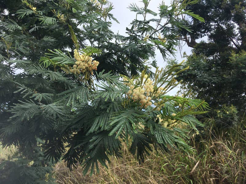 Acacia Mearnsii Tree Blossoming in Spring in Waimea Canyon on Kauai Island, Hawaii.