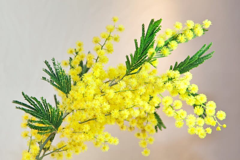 Acacia, Mimosa stock photo. Image of coloured, herb, caucasus - 13120926