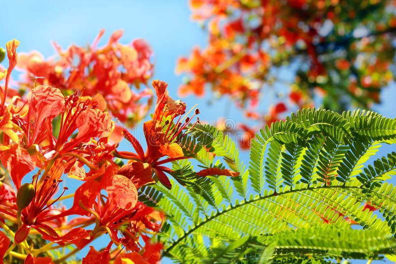 Acacia méditerranéen photo stock. Image du rouge, méditerranéen - 59413654