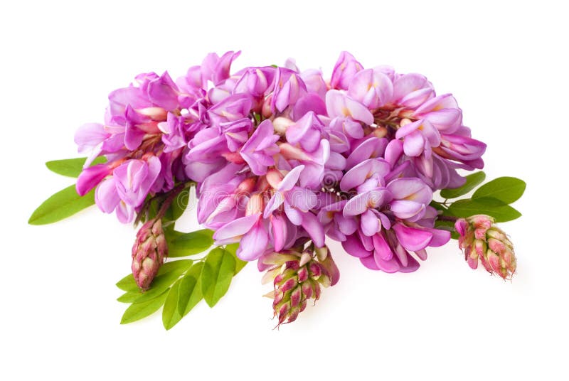 Acacia with pink flowers. isolated on white studio macro shot stock photo Acacia with pink flowers. isolated on white studio macro shot stock photo