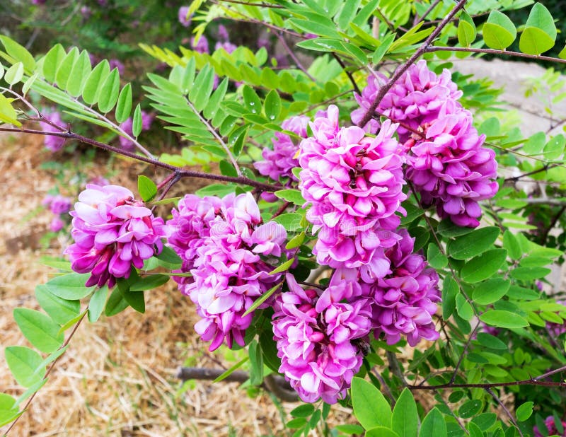 Acacia Pink with Pale Lilac Flowers . Stock Photo - Image of pretty