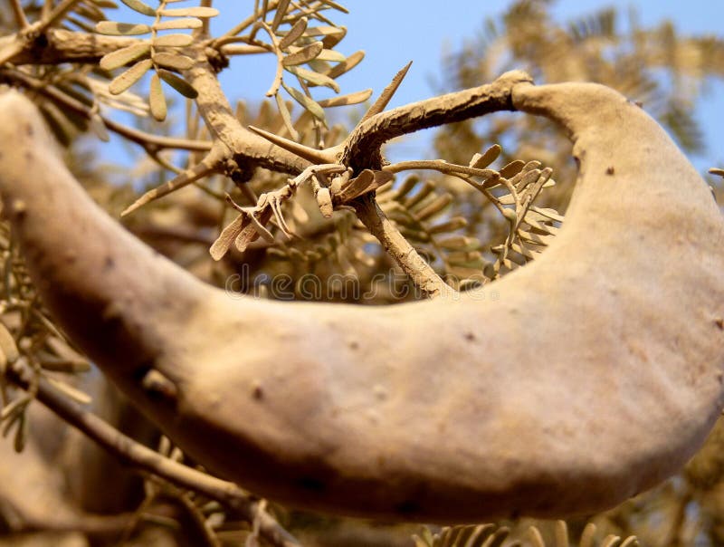 Acacia Pod