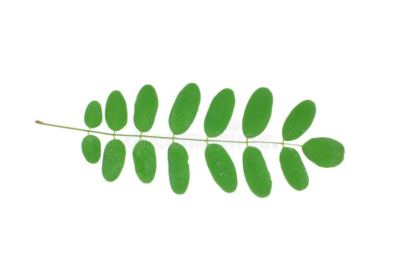 Acacia`s leaf stock images