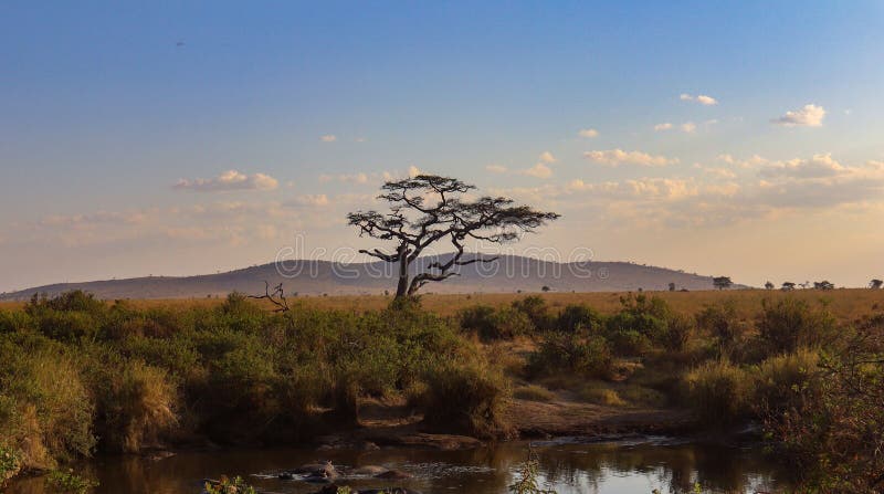 Acacia Savanna Tree Standing Alone in a Safari Captured at Sunset ...