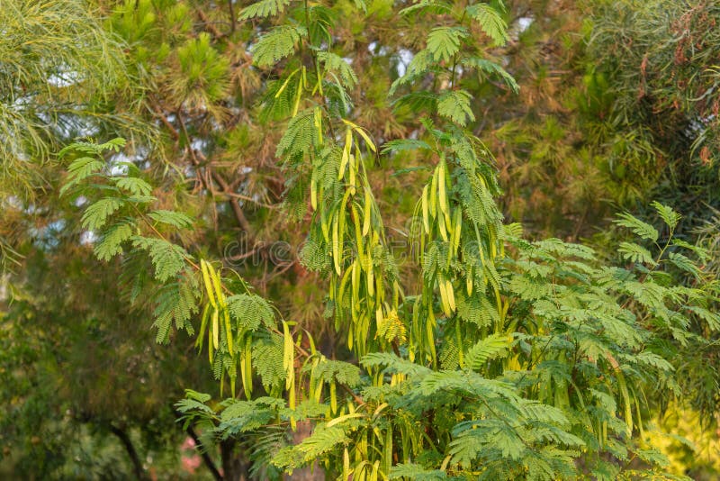 Acacia seeds on a tree stock image. Image of seed, nature 230496655