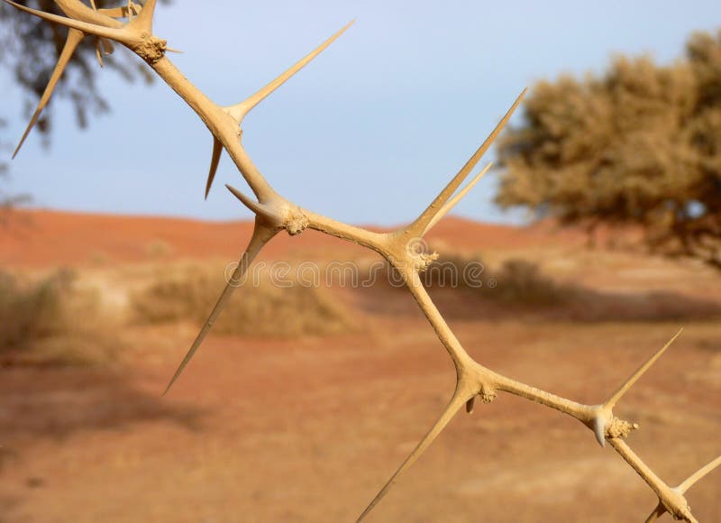 Acacia Tree