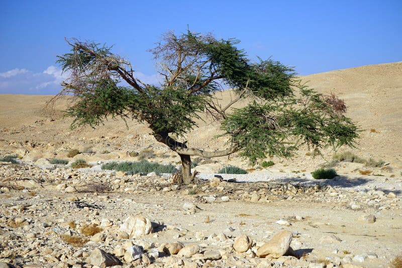 Acacia tree stock photo. Image of barren, scenics, remote 48979204