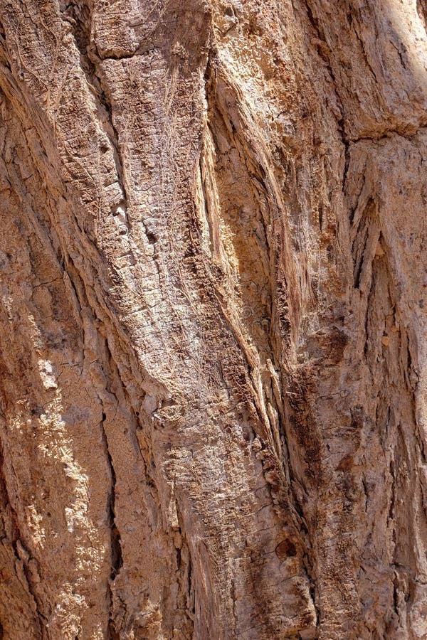 Acacia tree brown bark.