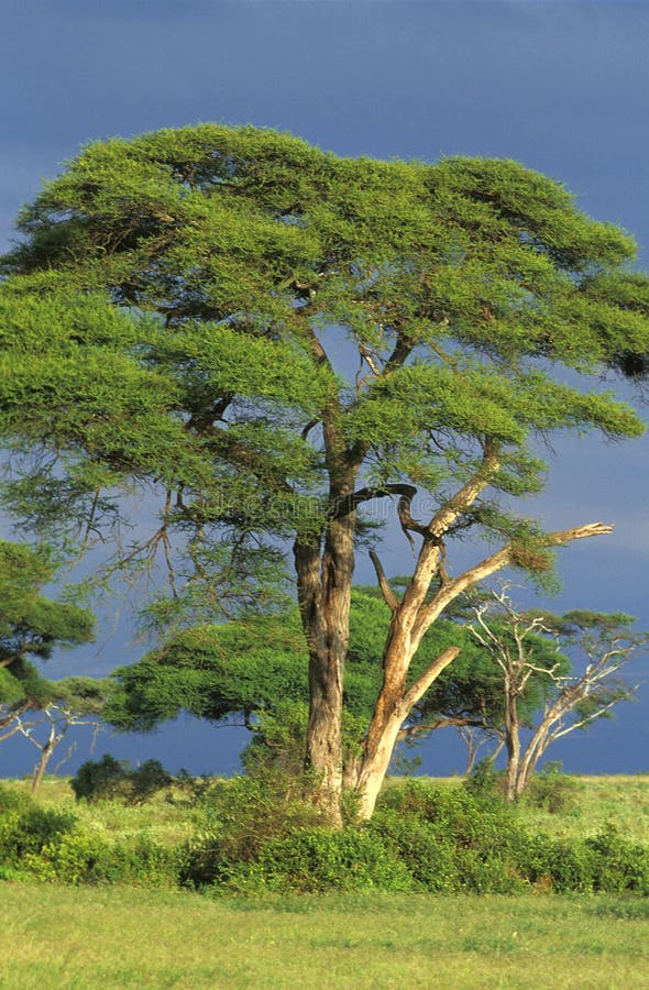 Acacia Tree, Landscape of Kenya Stock Image Image of nature, botany