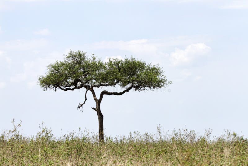 An Acacia Tree in the Savanna Grassland Stock Photo Image of plain