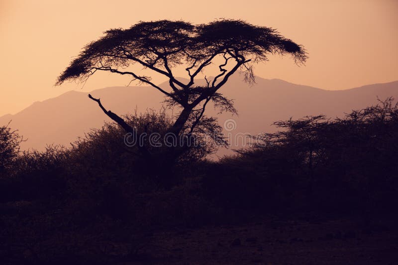 8 049 Africa Tree Silhouette Photos Free Royalty Free Stock Photos From Dreamstime