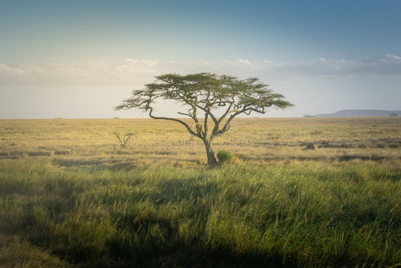 Acacia Tree in the Vast Grasslands of Serengeti National Park. Tanzania ...