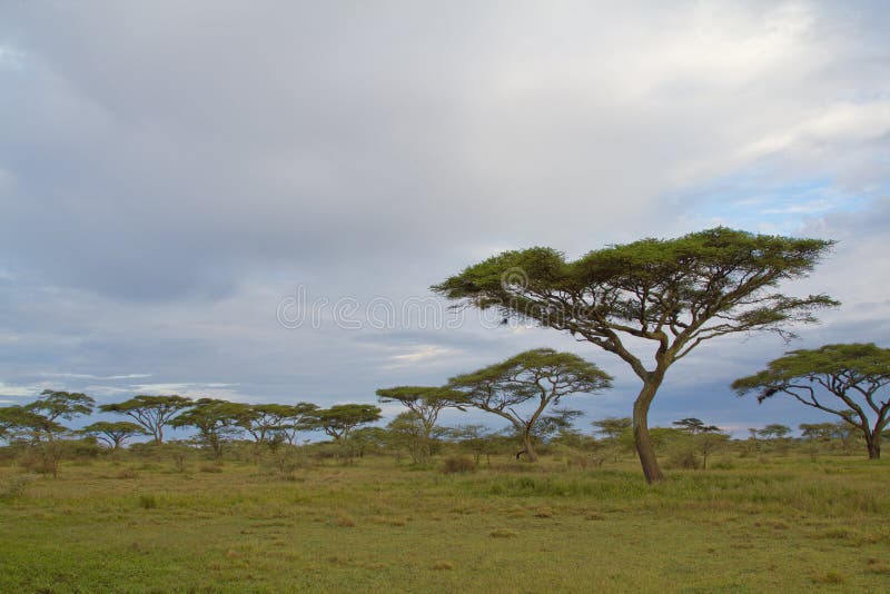 Acacia trees on the Serengeti savannah royalty free stock image Acacia trees on the Serengeti savannah royalty free stock image