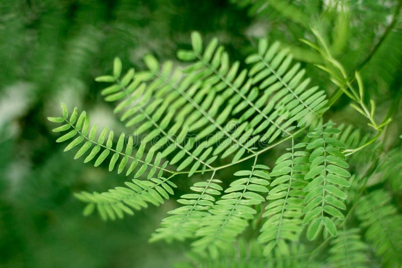 Acacia Verde Macro De La Hoja Imagen de archivo Imagen de hojas