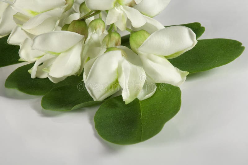 Acaciabloem op wit stock afbeeldingen Acaciabloem op wit stock afbeeldingen