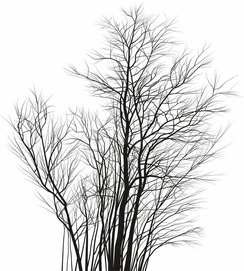 Acacia, Tree Pruning - Vector Illustration Stock Vector - Illustration