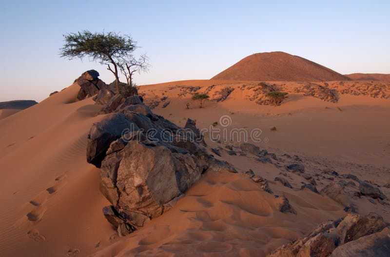 Stones and Acacia in the Desert on an Evening. Stones and Acacia in the Desert on an Evening