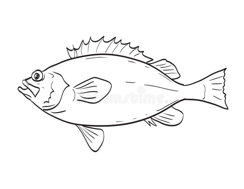 Redfish Stock Illustrations – 437 Redfish Stock Illustrations, Vectors &  Clipart - Dreamstime