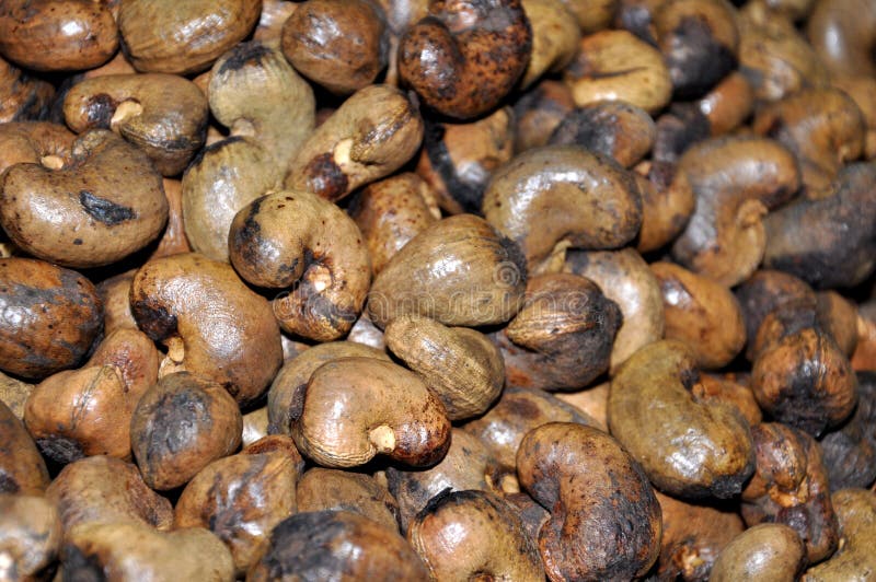Acajounüsse Unbehandeltes natürliches, von Thailand lizenzfreie stockbilder Acajounüsse Unbehandeltes natürliches, von Thailand lizenzfreie stockbilder