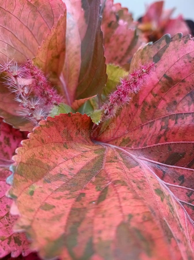 Acalypha is one of the largest genera of flowering plants in the family Euphorbiaceae, with approximately 450 to 462 plant species. red, plants, tropical. Acalypha is one of the largest genera of flowering plants in the family Euphorbiaceae, with approximately 450 to 462 plant species. red, plants, tropical
