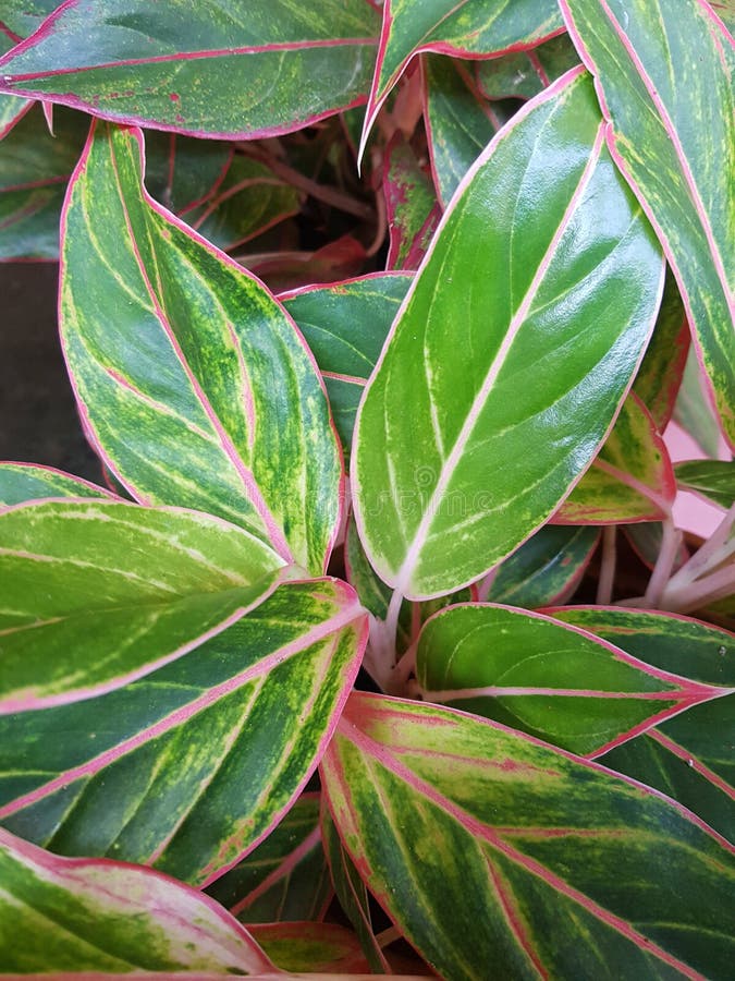 Acalypha Ornamental Plant Species Stock Photo Image of tree, nature