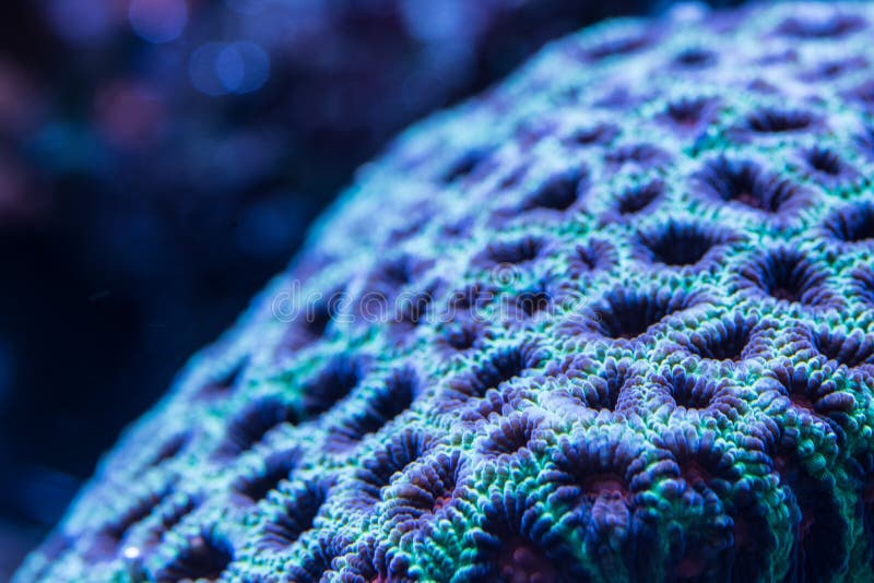 Acanlord Zoa Corals Abstract Macro Stock Image Image of natural