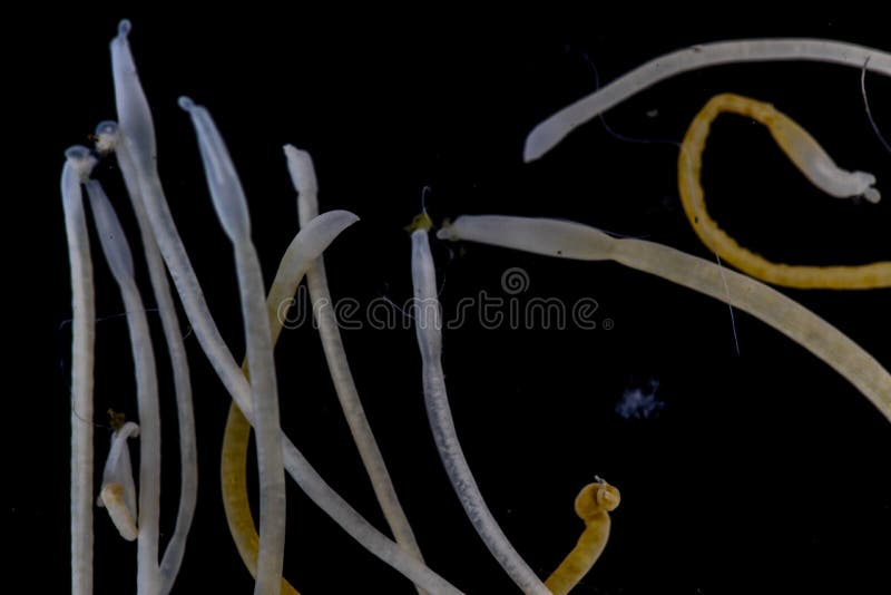Acanthocephala的研究是叫作acanthocephalans的寄生虫门,棘手带头的蠕虫 库存照片 Acanthocephala的研究是叫作acanthocephalans的寄生虫门,棘手带头的蠕虫 库存照片