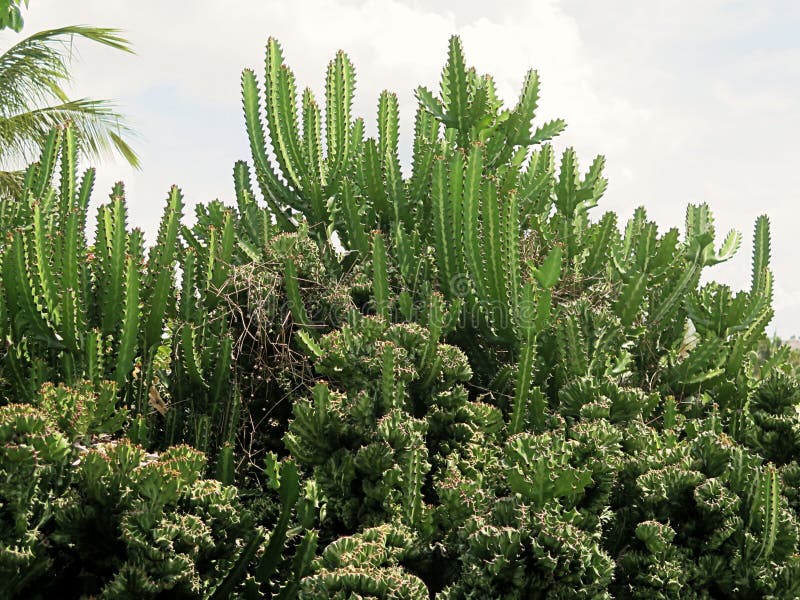 Acanthocereus Tetragonus é Uma Espécie Da Família Dos Cactos Foto de Stock  - Imagem de menor, cacto: 165898076