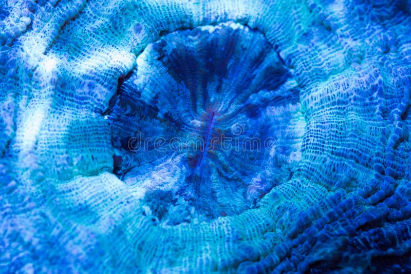 Acanthophyllia Brain Coral Mouth Stock Image Image of grows, aquarium