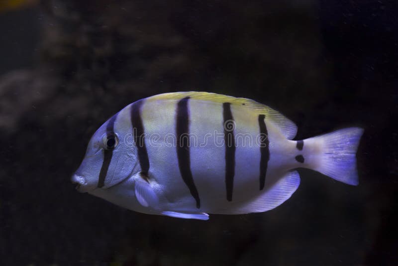 Acanthurus triostegus convict tang, convict surgeonfish.