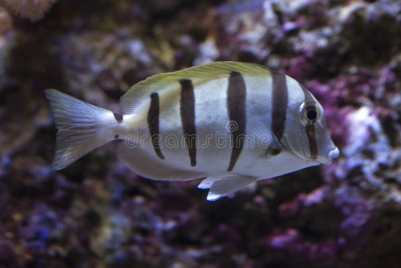 The Acanthurus triostegus Convict tang, Convict surgeonfish.