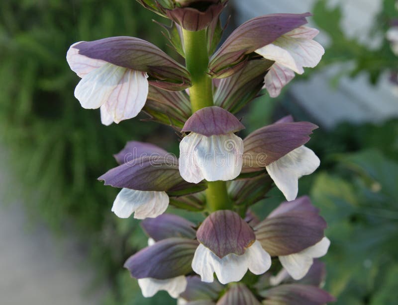 Acanthus, mollis, Bear's breeches, tall perennial herb with shining green lobed basal lobes and white flowers in terminal spikes with large purplish green bracts. Acanthus, mollis, Bear's breeches, tall perennial herb with shining green lobed basal lobes and white flowers in terminal spikes with large purplish green bracts.