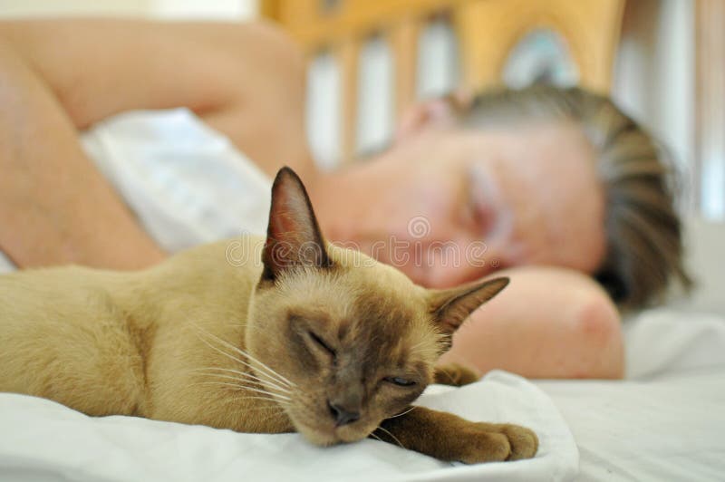 A beautiful purebred pet Burmese breed young cat or kitten is sleeping on the soft sheets of the bed next to her human, a mature older woman who is fast asleep and dreaming sweet dreams. A beautiful purebred pet Burmese breed young cat or kitten is sleeping on the soft sheets of the bed next to her human, a mature older woman who is fast asleep and dreaming sweet dreams.