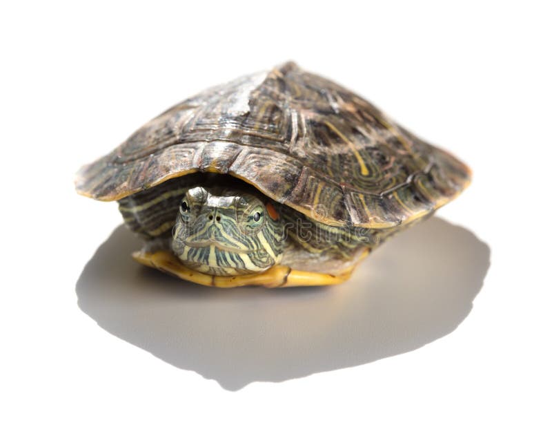 Acaricie el resbalador rojo-espigado de la tortuga o los elegans del scripta de Trachemys ocultan su cabeza foto de archivo libre de regalías Acaricie el resbalador rojo-espigado de la tortuga o los elegans del scripta de Trachemys ocultan su cabeza foto de archivo libre de regalías