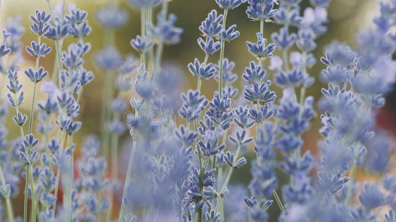 Accent sélectif sur les fleurs de lavande violette sur fond flou. champ de lavande sous le coucher de soleil en été banque de vidéos
