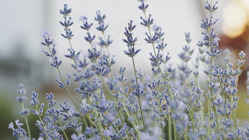 Accent sélectif sur les fleurs de lavande violette sur fond flou. champ de lavande sous le coucher de soleil en été banque de vidéos