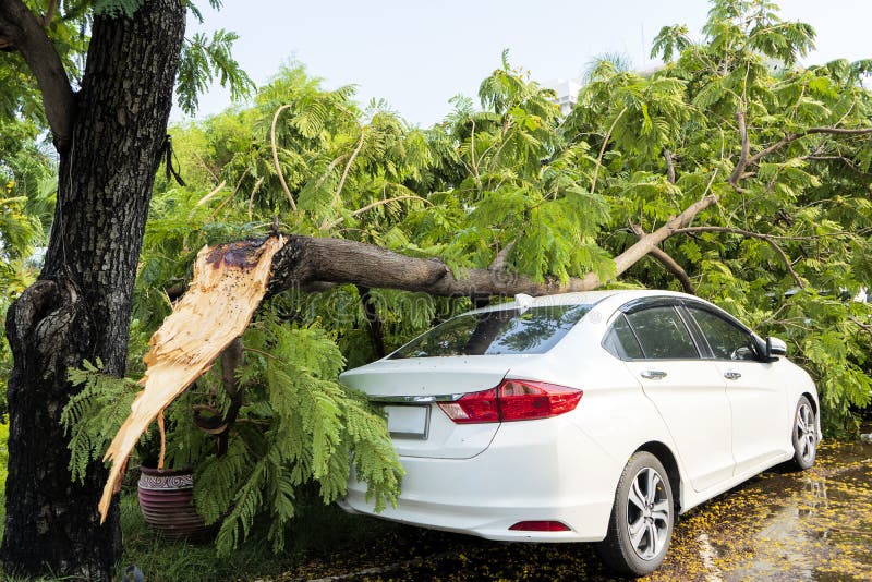 Accident, the Tree Fell on the Car until Causing Damage Stock Photo Image of businessman