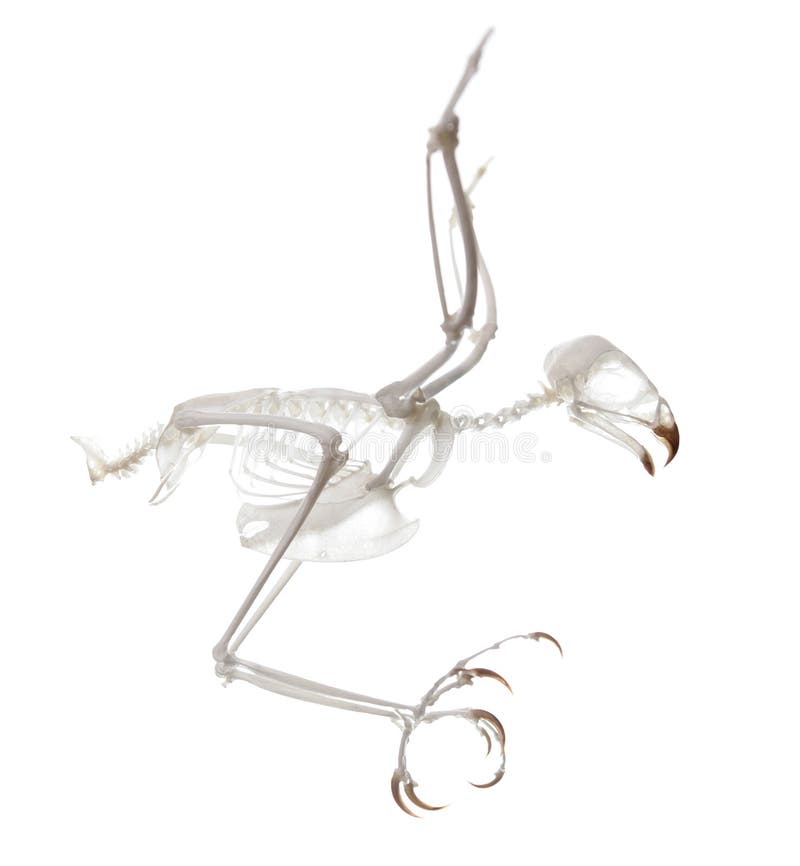 Accipiter Nisus Skeleton