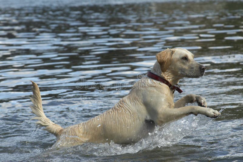 Acción del perro perdiguero de oro en agua imagen de archivo libre de regalías Acción del perro perdiguero de oro en agua imagen de archivo libre de regalías