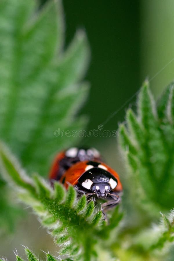 Accoppi del septempunctata di Coccinella di sette coccinelle del punto che si accoppia sulla foglia di un'ortica bruciante fotografie stock Accoppi del septempunctata di Coccinella di sette coccinelle del punto che si accoppia sulla foglia di un'ortica bruciante fotografie stock
