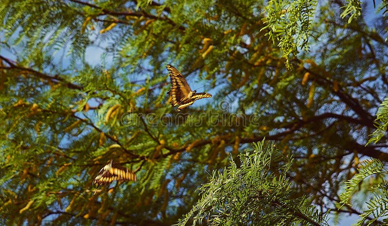 Accoppi del volo delle farfalle fotografie stock libere da diritti Accoppi del volo delle farfalle fotografie stock libere da diritti